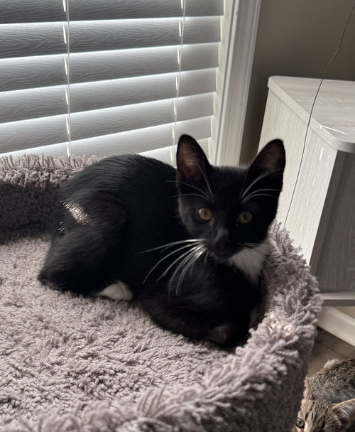 STUBBS - Domestic Short Hair available for adoption