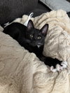 Stubbs - Photo 2