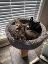 Stubbs - Photo 4
