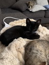 Stubbs - Photo 5