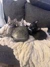Stubbs - Photo 7