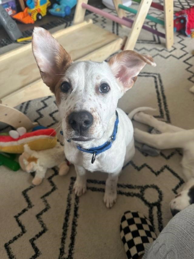 Biscotti