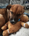 Champ - Photo 3