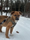 Champ - Photo 1