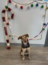 Sienna - Photo 3