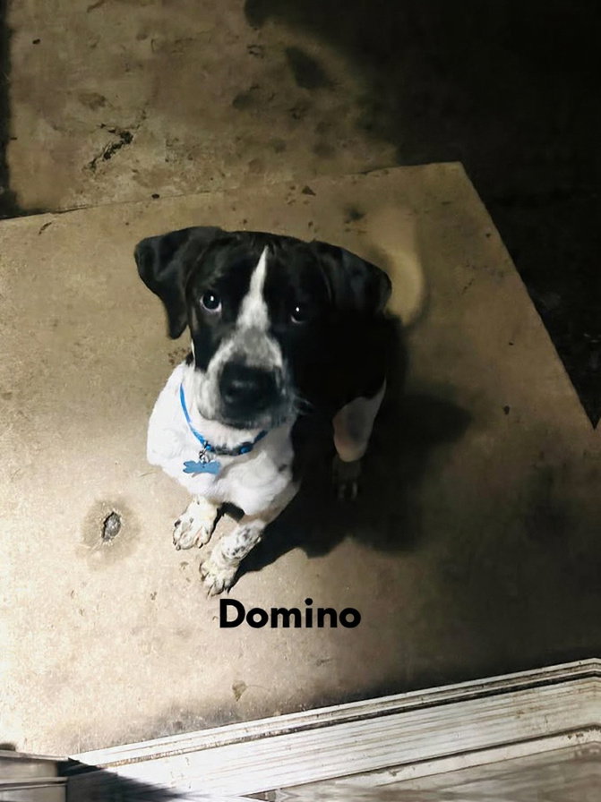 Domino