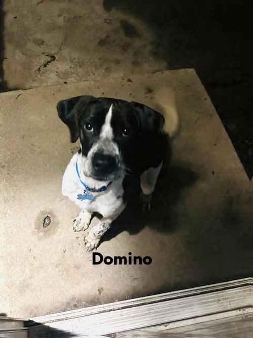 Domino photo 4