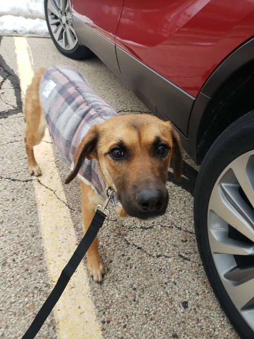 Georgia, an adoptable Shepherd in Plainfield, IL