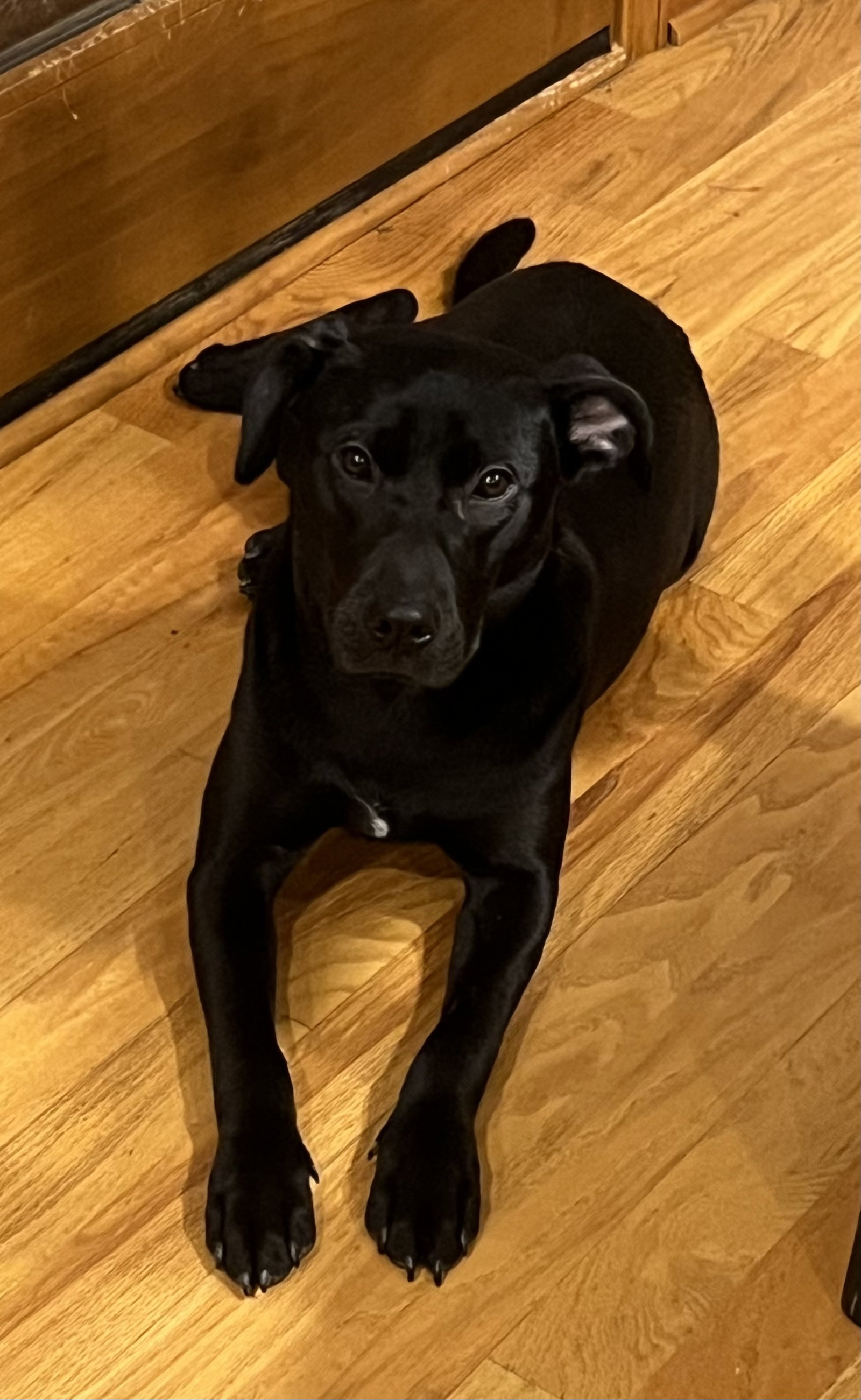 Roxie Image