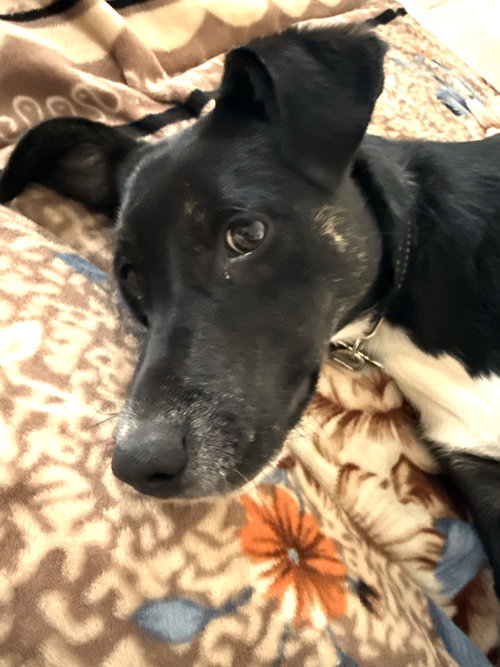 Buzz, an adoptable Collie in Plainfield, IL