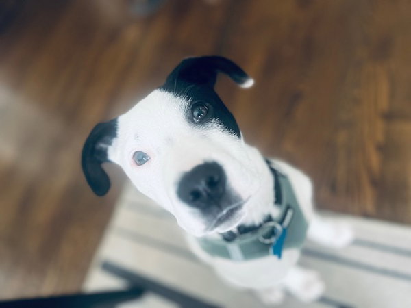 Spot