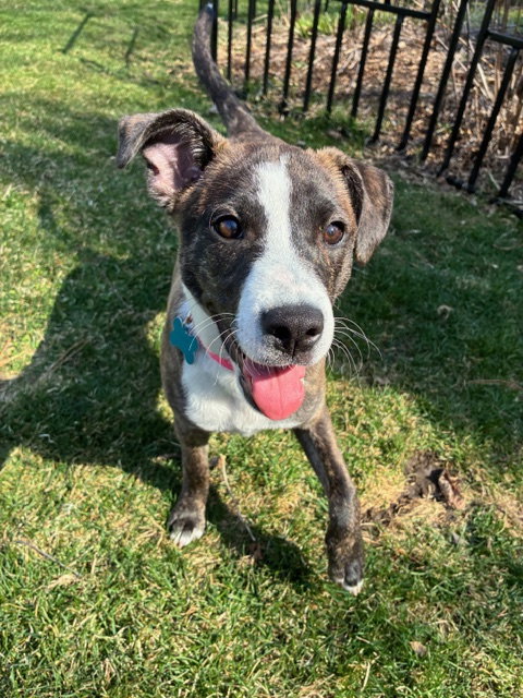 Muffin, an adoptable Hound in Plainfield, IL