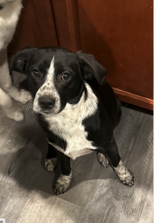 Dean, an adoptable Pointer in Plainfield, IL