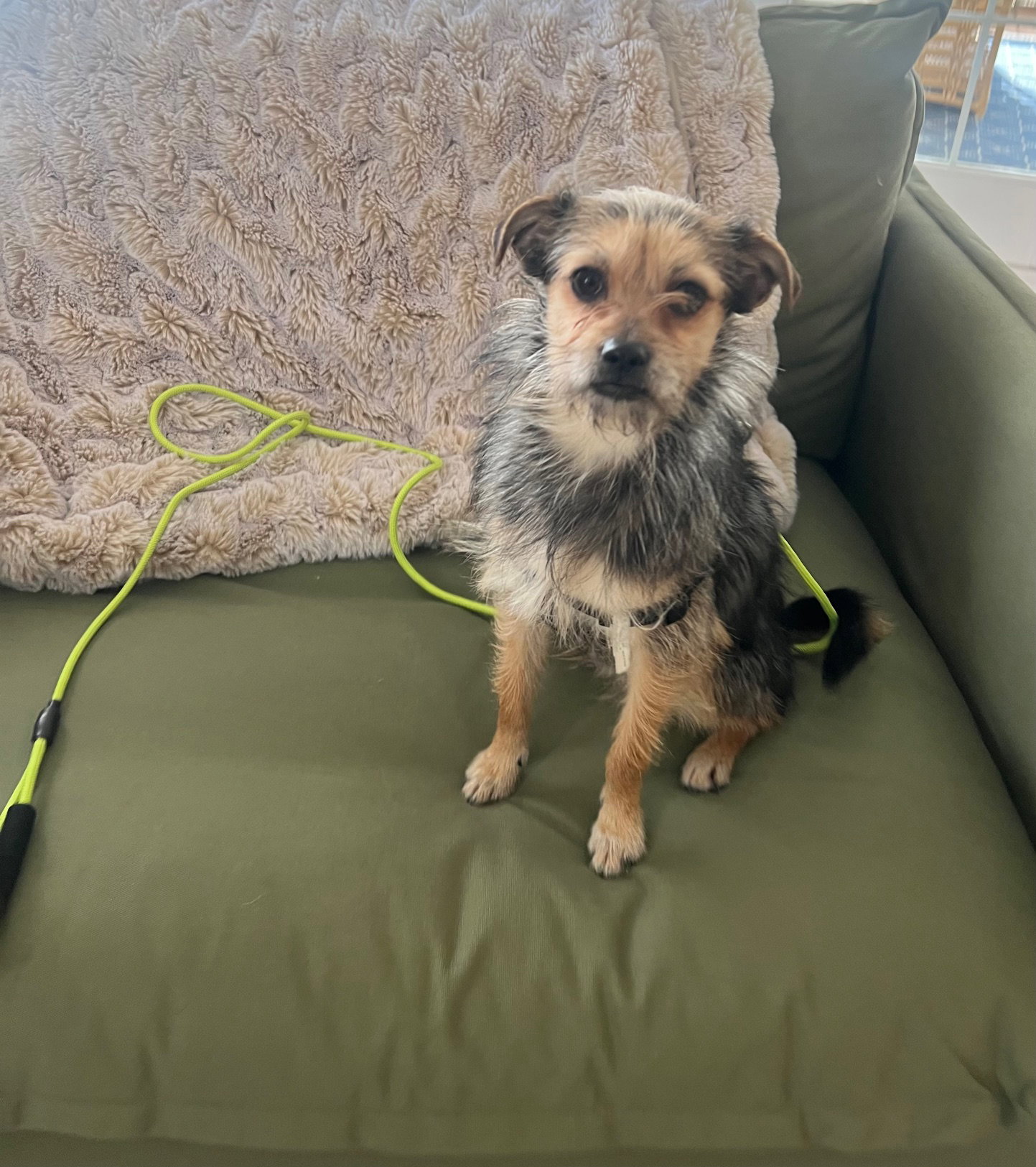 Benji Image