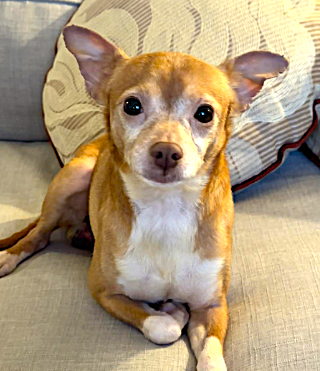 Bo, an adoptable Chihuahua in Plainfield, IL