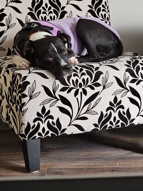 Hope, an adoptable Terrier in Plainfield, IL