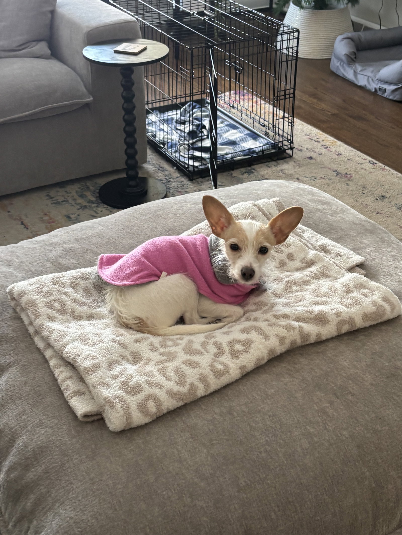 Darla Image