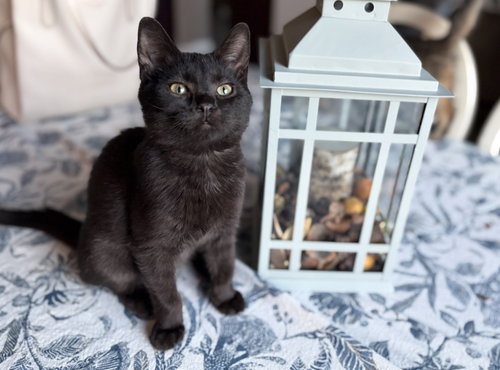 Lucas, Young Domestic Short Hair (short coat), cat for adoption in Orland Park, Illinois