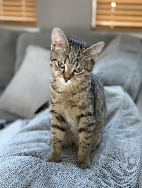 DUSTIN - Domestic Short Hair available for adoption