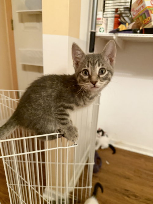 Olga, Baby Domestic Short Hair (short coat), cat for adoption in Orland Park, Illinois