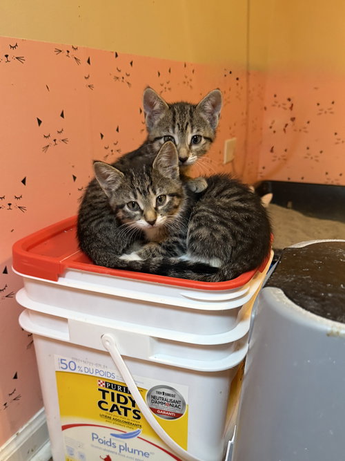 Anastasia, Baby Domestic Short Hair (short coat), cat for adoption in Orland Park, Illinois