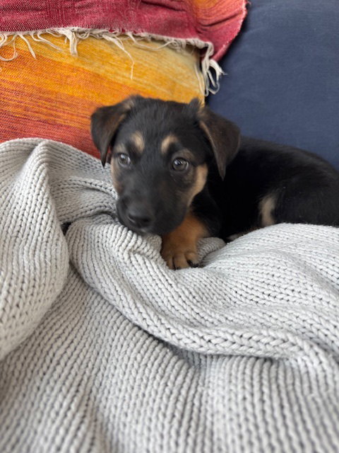 Pibbles Image