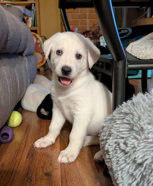 Avalanche, an adoptable Husky in Plainfield, IL