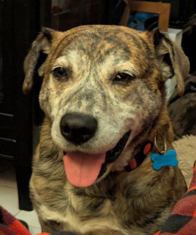 Smokey, an adoptable Mountain Cur in Plainfield, IL