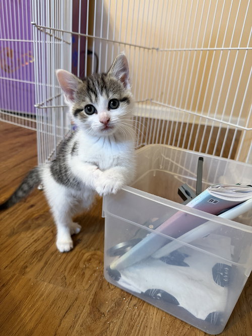 Sarsparilla, Baby Domestic Short Hair (short coat), cat for adoption in Orland Park, Illinois