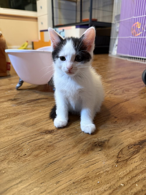 Rafella, Adult Domestic Short Hair (short coat), cat for adoption in Orland Park, Illinois