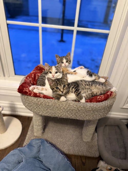 Colby, Adult Domestic Short Hair (short coat), cat for adoption in Orland Park, Illinois