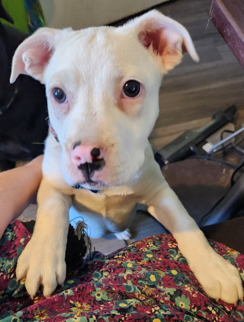 Faith, an adoptable Pit Bull Terrier in Plainfield, IL
