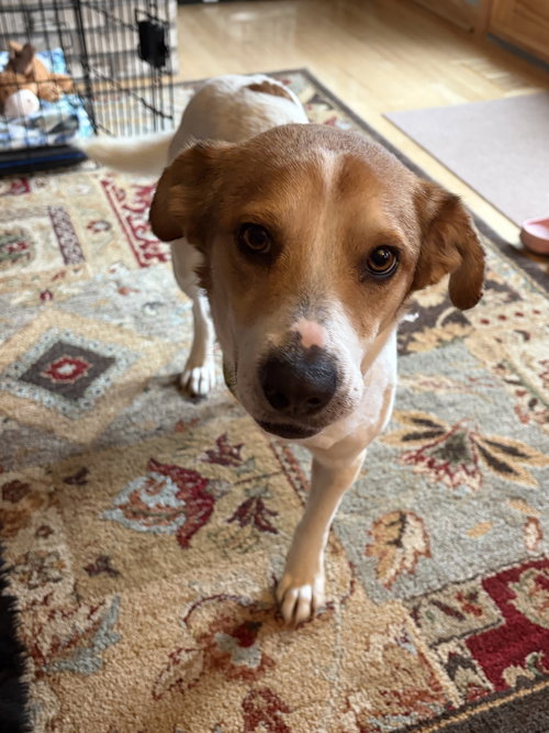 Ash, an adoptable Hound in Plainfield, IL