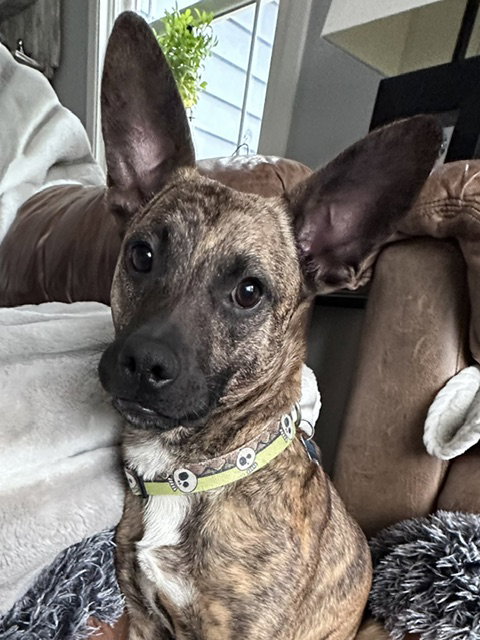 Baxter