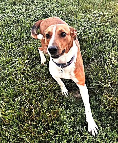 Flo - American Foxhound