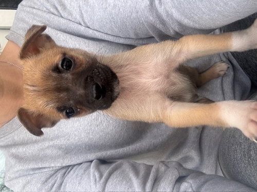 Valentino, an adoptable Chihuahua in Plainfield, IL
