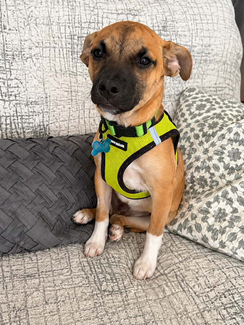 Toby, an adoptable Chihuahua in Plainfield, IL