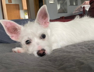 Cookie, an adoptable Terrier in Plainfield, IL