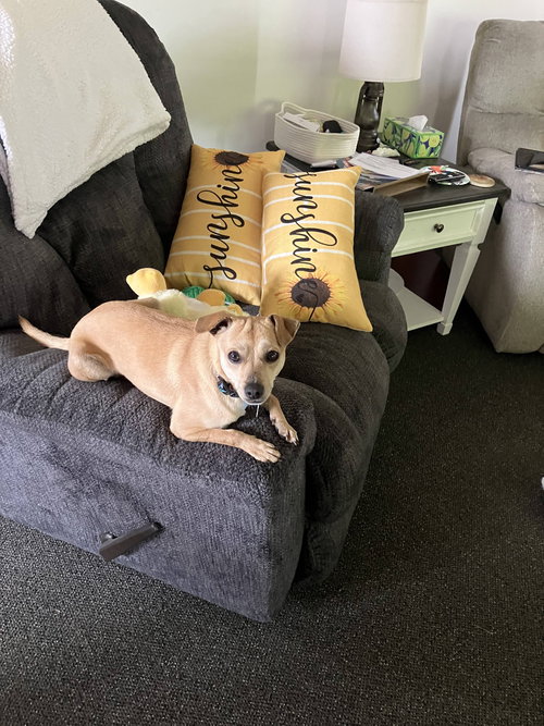 Jax, an adoptable Chihuahua in Plainfield, IL