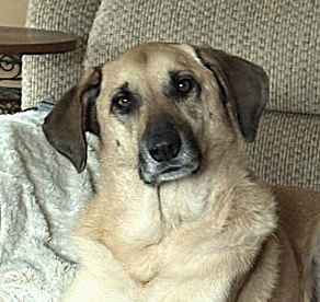 Misty, an adoptable Great Pyrenees in Plainfield, IL