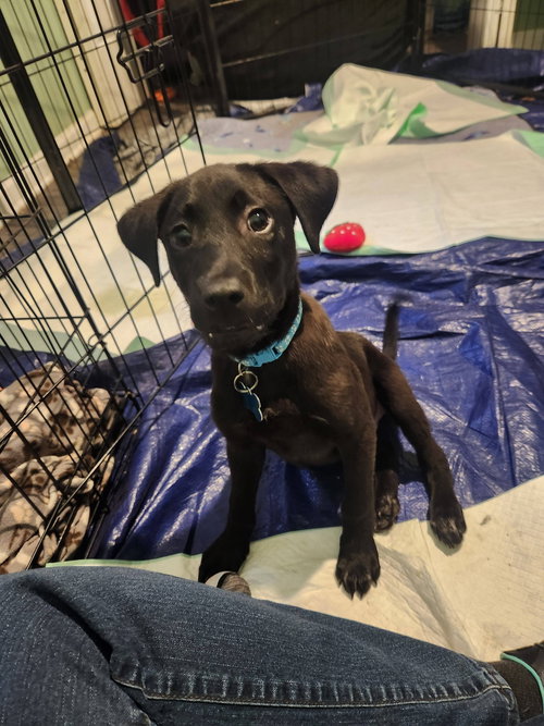 Jamison, an adoptable Labrador Retriever in Plainfield, IL