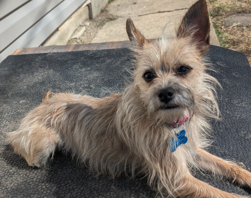 Uni, an adoptable Terrier in Plainfield, IL