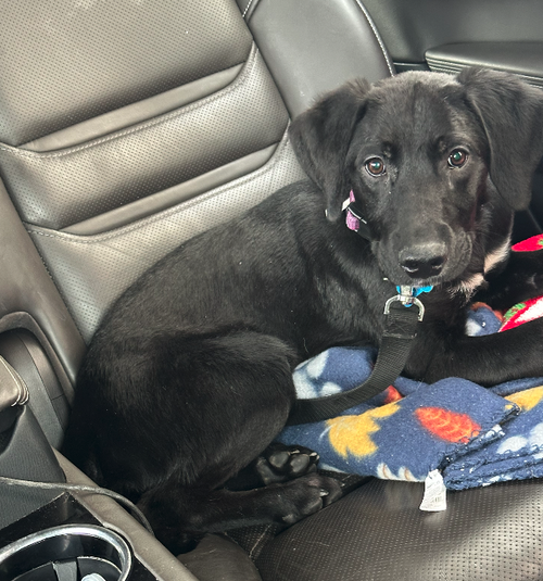 Zorro, an adoptable Labrador Retriever in Plainfield, IL