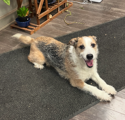 Winchester, an adoptable Terrier in Plainfield, IL