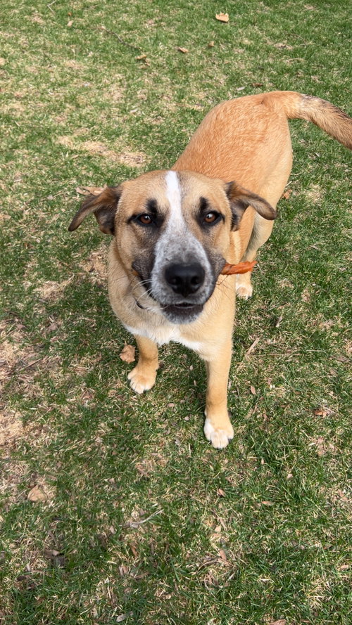 Buster, an adoptable Hound in Plainfield, IL