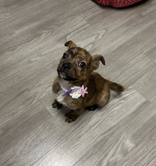 Tulip, an adoptable Hound in Plainfield, IL