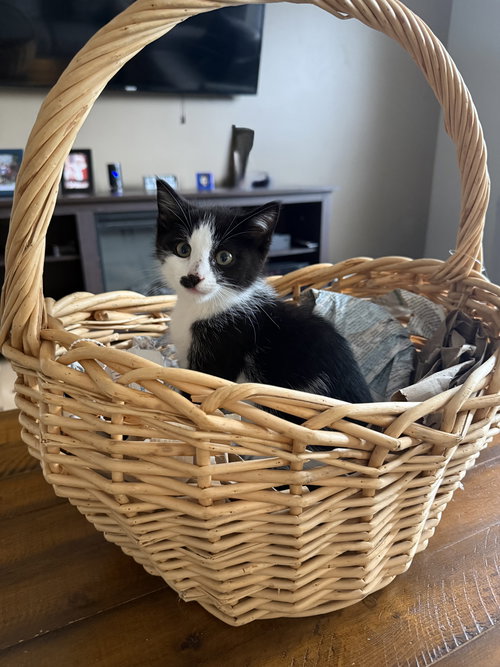 Charlie Chaplin, Young Domestic Short Hair (short coat), cat for adoption in Orland Park, Illinois