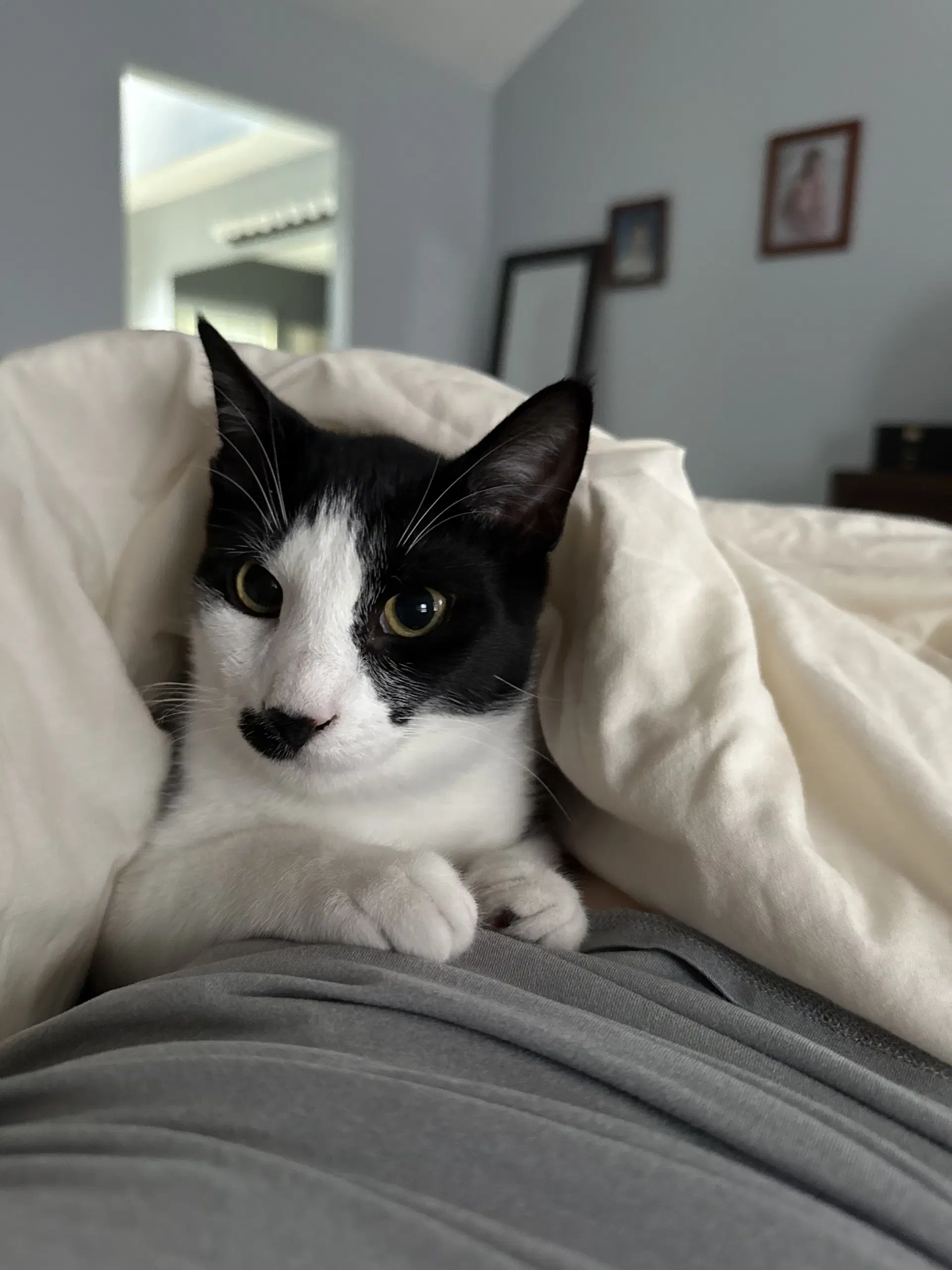 Charlie Chaplin - Domestic Short Hair
