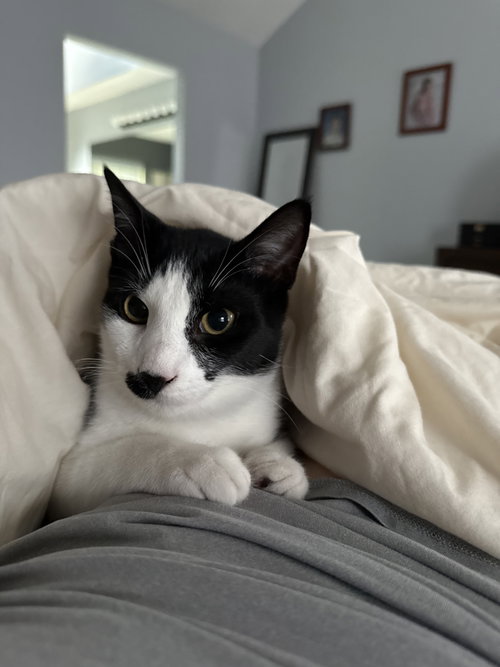 Charlie Chaplin, a cat for adoption from Starfish Animal Rescue