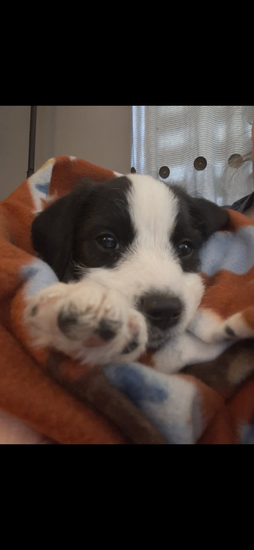 Maximo, an adoptable Terrier in Plainfield, IL